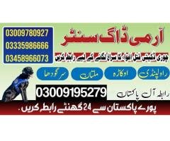 Army Dog Center Jhang 03009195279 Khoji Dogs