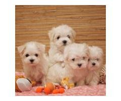 We have males and females Maltese puppies