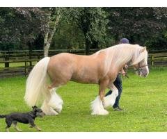 Available Fancy Elite Stallion Cob Horse For sale