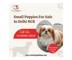 Teacup Shih Tzu Puppies | Amaira Pet Shop