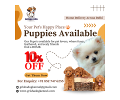 Dog For Sale In Gurgaon | Grisha Dog Kennel