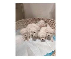 Bichon frise available for sale