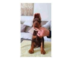 Doberman rehoming