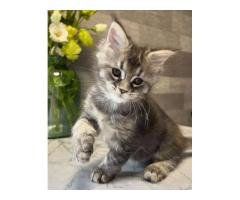 Male Mainecoon kitten Available - 2