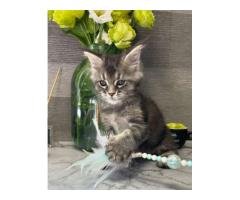 Male Mainecoon kitten Available - 3