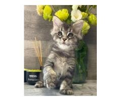 Male Mainecoon kitten Available - 4