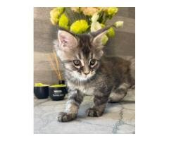 Male Mainecoon kitten Available - 5