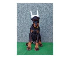 Doberman Pinschers