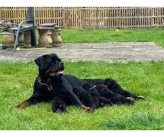 Meet Our Adorable Rottweiler Puppies – Both Male and Female