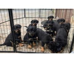 Meet Our Adorable Rottweiler Puppies – Both Male and Female - 2