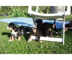 Beautiful Bernese Mountain Dog Puppies For Sale