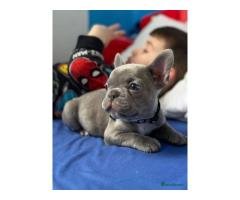 Rinkle French Bulldog Puppies