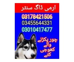 Army dog center 03178421506