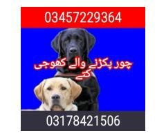 Army dog center kashmir 03457229364