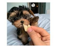 Yorkies pupies for sale