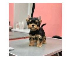 Yorkies pupies for sale - 2