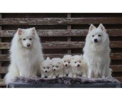 Japanese Spitz puppies For Sale - 3