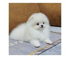 Teacup Pomeranian Puppies Available for sale