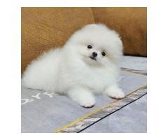 Teacup Pomeranian Puppies Available for sale - 2