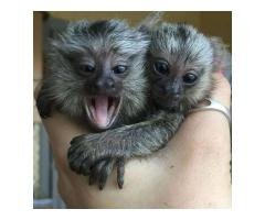 Hand Raised Marmoset Monkey for Sale