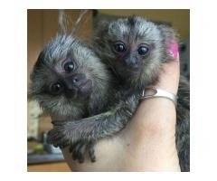 Hand Raised Marmoset Monkey for Sale - 3