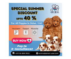 Miniature Poodle For Sale Dubai | Animal Planet UAE