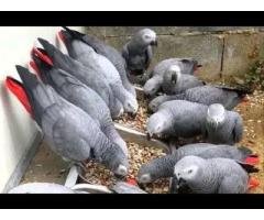 Parrots, Parrots chicks and  eggs for sale