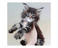 Available Maine Coon Kittens For Sale – $950 Each