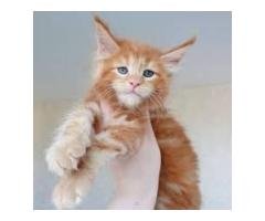Available Maine Coon Kittens For Sale – $950 Each - 3