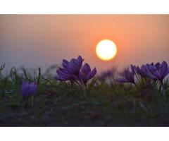 11.11 Super Sale Alert: Limited-Time Opportunity to Own the Purest Kashmiri Saffron! - 4