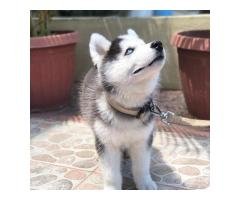 Adorable Siberian Husky Pups For Sale