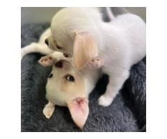 Beutifull Chihuahua Puppies for Rehoming