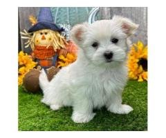 Teacup Maltese Puppies - 3