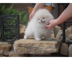 Lovely Pomeranian Puppies for Sale