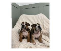 Only one female left, English Bulldogs????