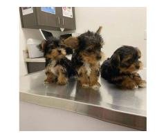 Adorable Male and female yorkie puppies