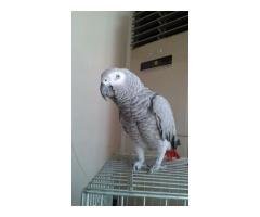 african grey parrot