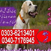 Army Dog Center