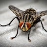 Apna Pest