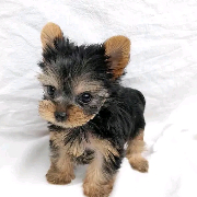 Yorkie Puppies
